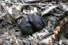 fatta-di-Cinghiale-Sus-scrofa-settembre-2012-Foresta-Umbra