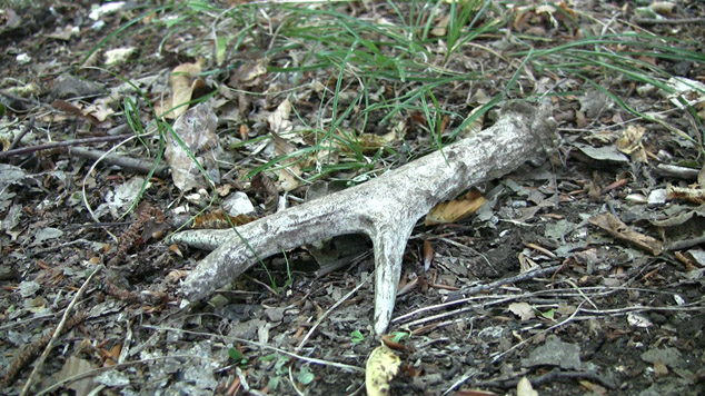 Capriolo italico ( Capreolus capreolus italicus) | Gargano Natura