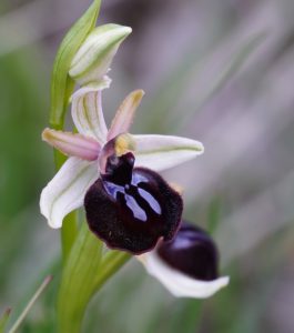 Ophrys-sipontensis-Marzo-2022